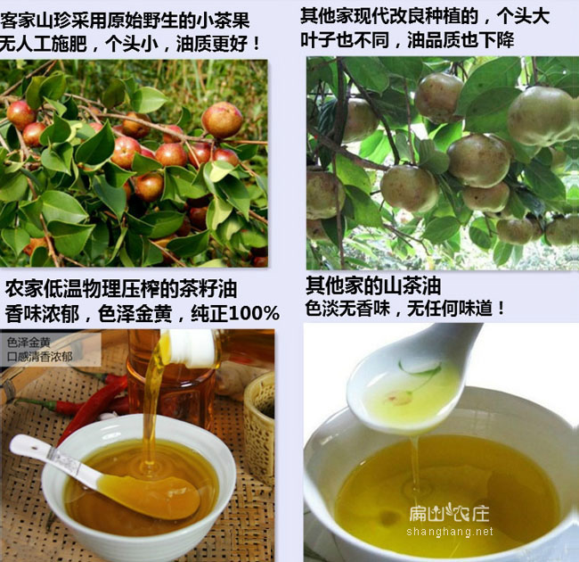福建現代改良茶籽樹苗